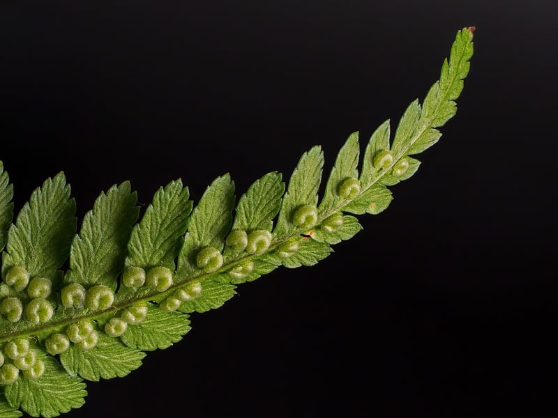 Maidenhair Fern