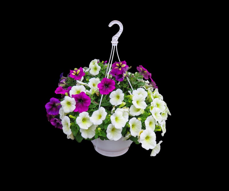 Hanging Basket