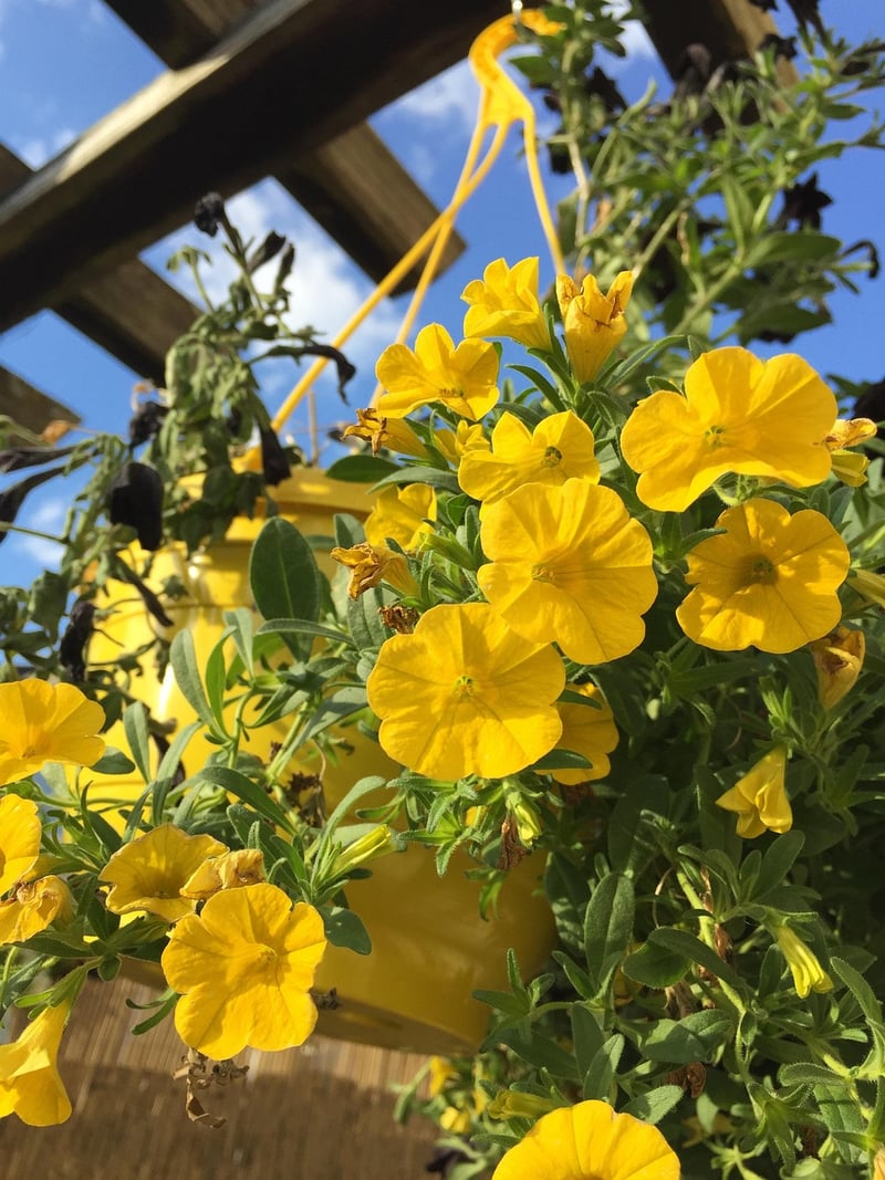 Hanging Basket with Flowers